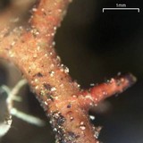 Usnea pensylvanica image