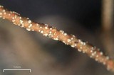 Usnea pensylvanica image