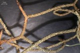 Usnea pensylvanica image