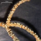 Usnea pensylvanica image