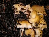 Cantharellus formosus image