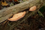 Fomitopsis cajanderi image