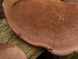 Fomitopsis cajanderi image