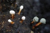 Penicillium vulpinum image
