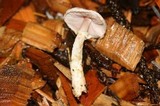 Agaricus diminutivus image