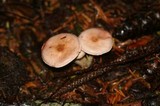 Agaricus diminutivus image