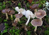 Rhodocollybia butyracea image