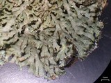 Anaptychia palmulata image