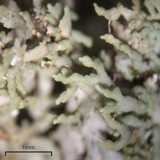 Anaptychia palmulata image