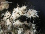 Anaptychia palmulata image