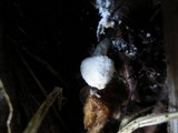Cystolepiota seminuda image