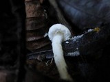 Cystolepiota seminuda image