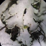 Heterodermia squamulosa image