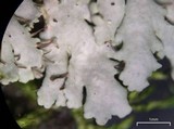 Heterodermia squamulosa image