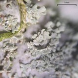 Heterodermia squamulosa image
