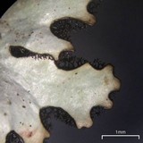 Hypotrachyna croceopustulata image