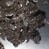 Hypotrachyna croceopustulata image
