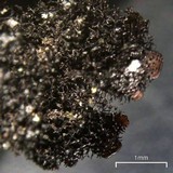 Hypotrachyna croceopustulata image