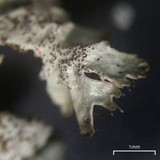 Imshaugia aleurites image