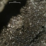 Imshaugia aleurites image