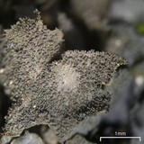 Leptogium cyanescens image