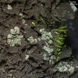 Normandina pulchella image
