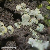 Normandina pulchella image