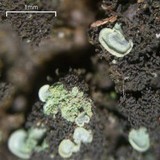 Normandina pulchella image