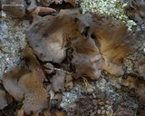 Umbilicaria muehlenbergii image