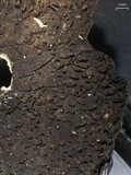 Umbilicaria muehlenbergii image