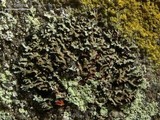 Phaeophyscia rubropulchra image