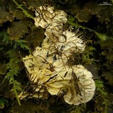 Peltigera praetextata image