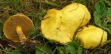 Suillus americanus image