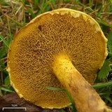 Suillus americanus image