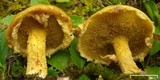 Suillus americanus image