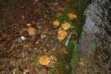 Suillus caerulescens image
