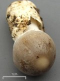 Amanita sect. Vaginatae image