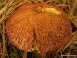 Suillus spraguei image