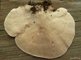 Trametes gibbosa image