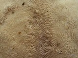 Trametes gibbosa image