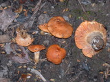 Cuphophyllus pratensis image
