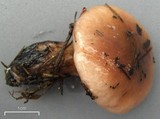 Gomphidius smithii image
