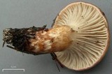 Gomphidius smithii image