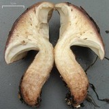 Gomphidius smithii image