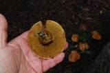 Suillus caerulescens image
