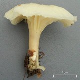 Cuphophyllus virgineus image