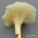 Hygrocybe virginea var. virginea image
