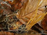 Macrotyphula juncea image