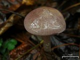 Entoloma violaceum image