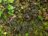 Peltigera praetextata image